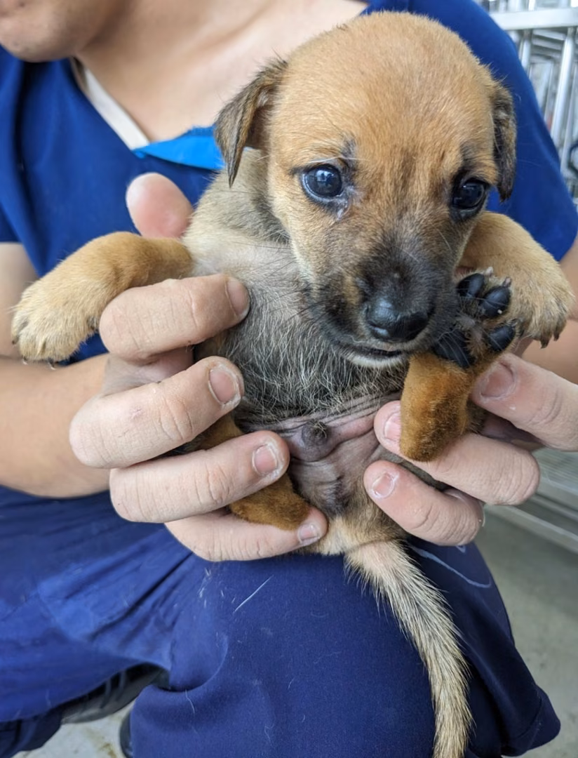 Brown-and-black young male mixed-breed dog, Medium, shelter no. …7006
