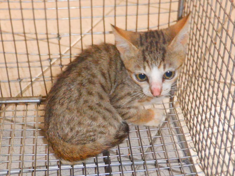 Tabby young female mixed-breed cat, Small, shelter no. …07C1