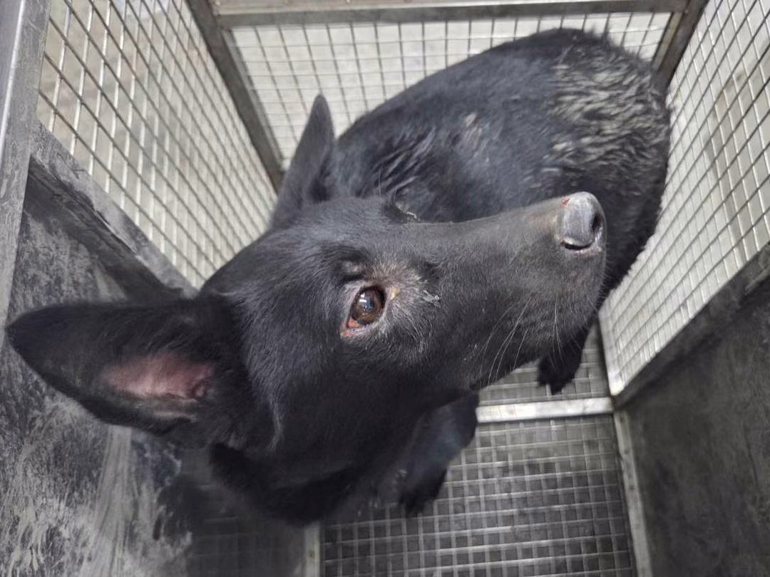 Black adult male mixed-breed dog, Medium, shelter no. …0403