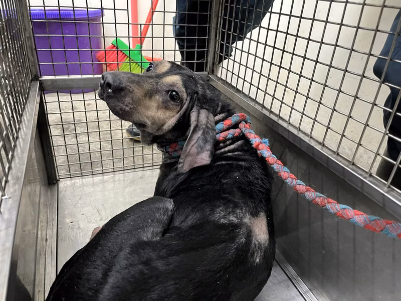 Black-and-brown adult female mixed-breed dog, Medium, shelter no. …0804