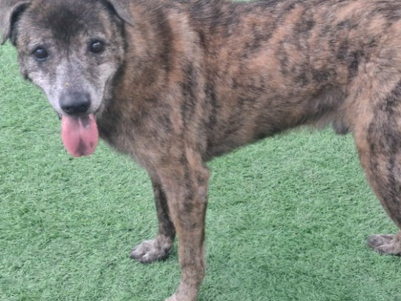 Tabby adult male mixed-breed dog, Medium, shelter no. …2006