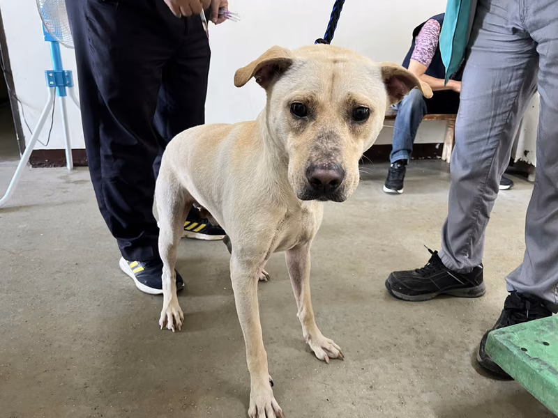 White adult male mixed-breed dog, Medium, shelter no. …4002