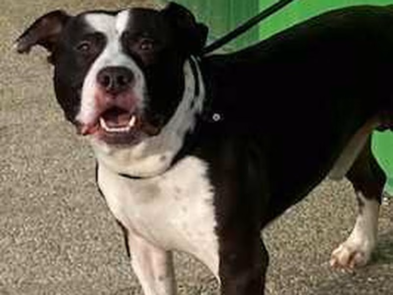 Pancho, Senior · Male · Medium · American Staffordshire Terrier