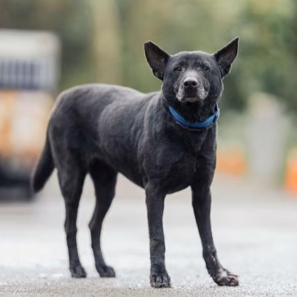 Black adult female mixed-breed dog, Medium, shelter no. …8002