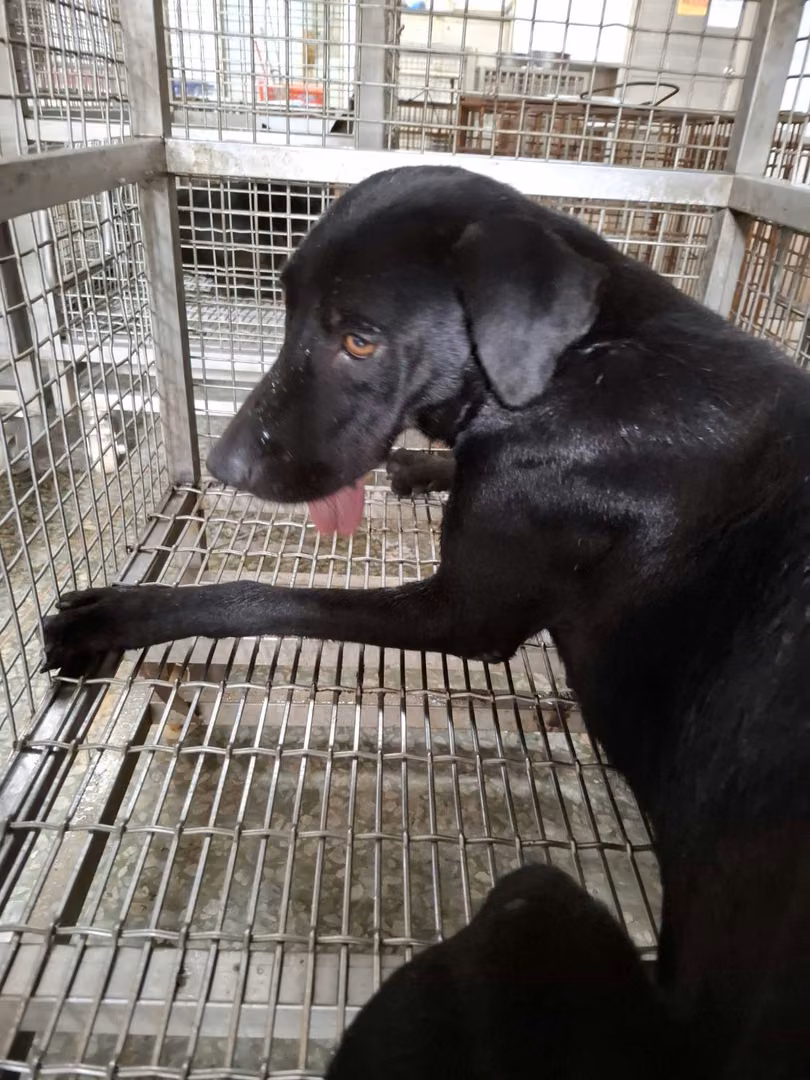 Black adult female mixed-breed dog, Large, shelter no. …3-05