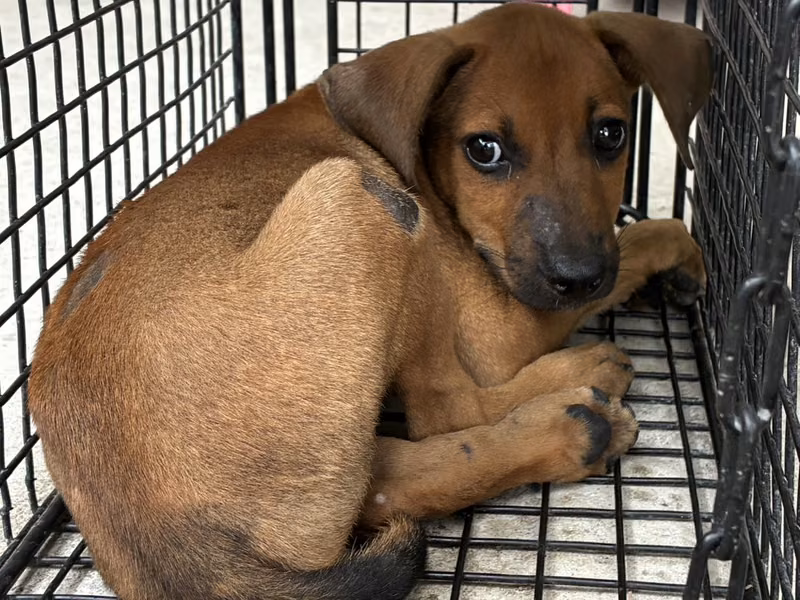 Tan young male mixed-breed dog, Small, shelter no. …5001