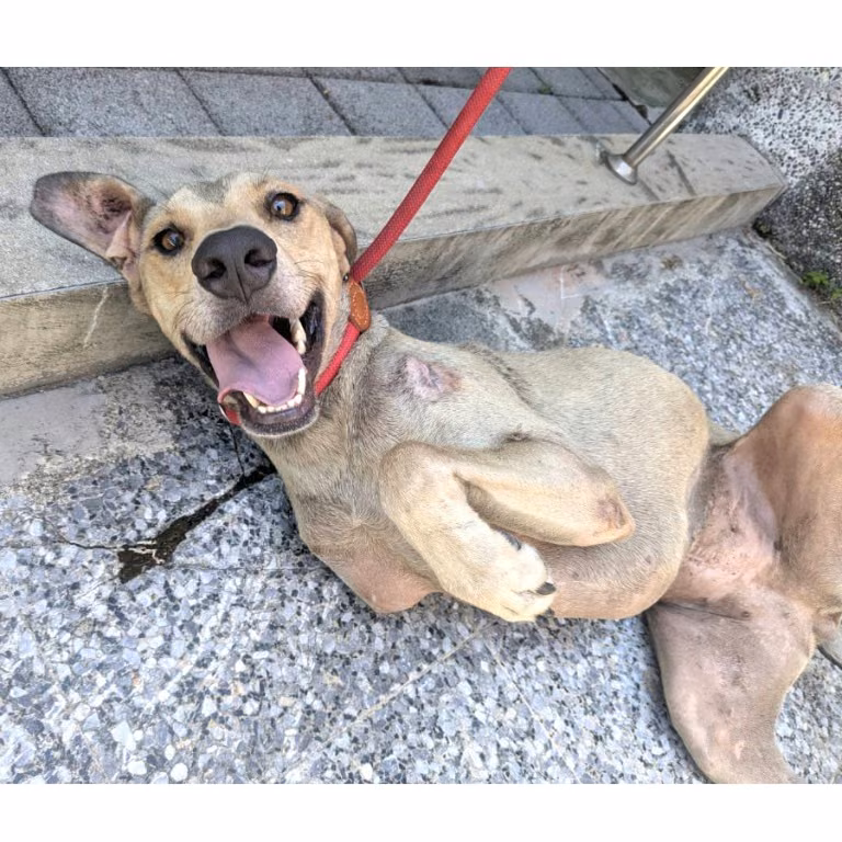 Cream adult female mixed-breed dog, Medium, shelter no. …8003
