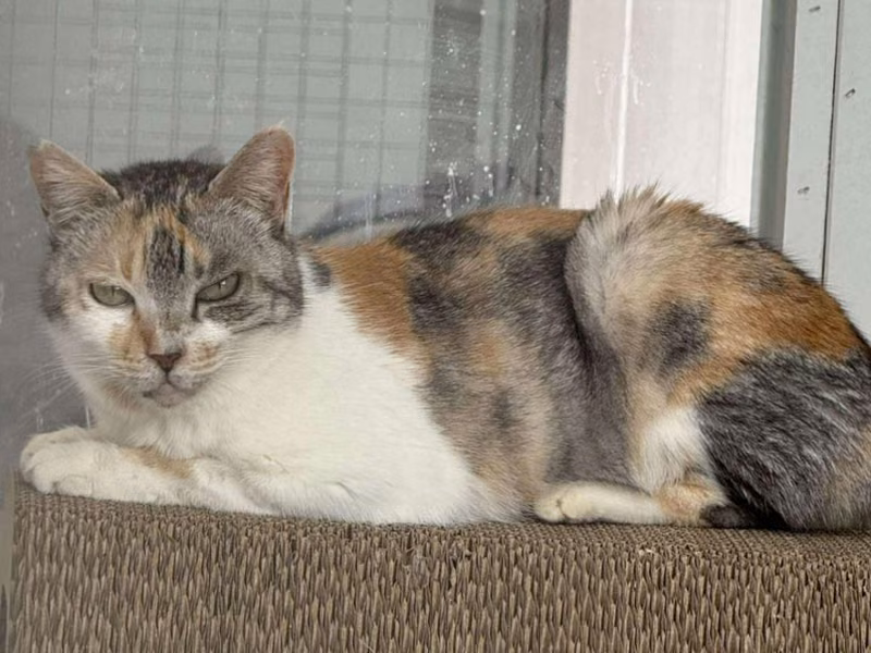 Patched adult female mixed-breed cat, Large, shelter no. …1001