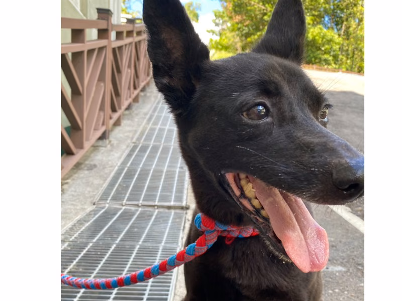 Black adult male mixed-breed dog, Medium, shelter no. …1001
