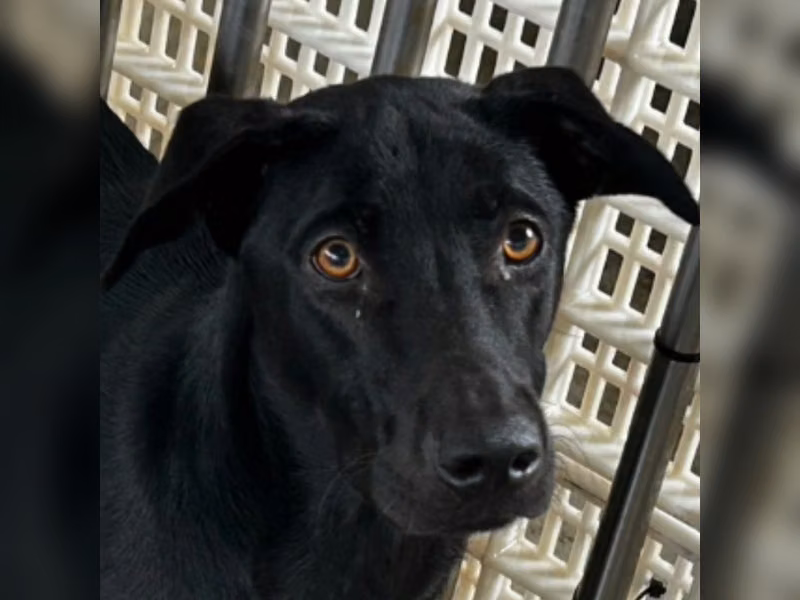 ミックス犬（オス・成犬・黒）、大型, 施設番号 …4006