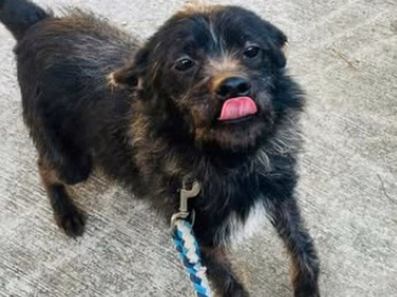Black adult male mixed-breed dog, Small, shelter no. …1001