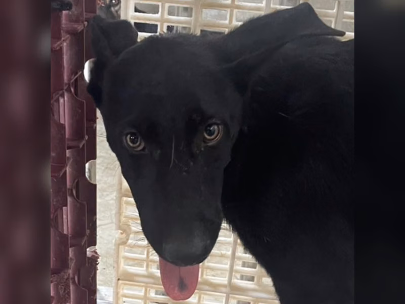 ミックス犬（オス・成犬・黒）、大型, 施設番号 …9026