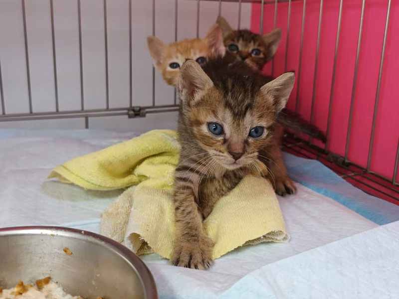 Tabby young female mixed-breed cat, Small, shelter no. …2006