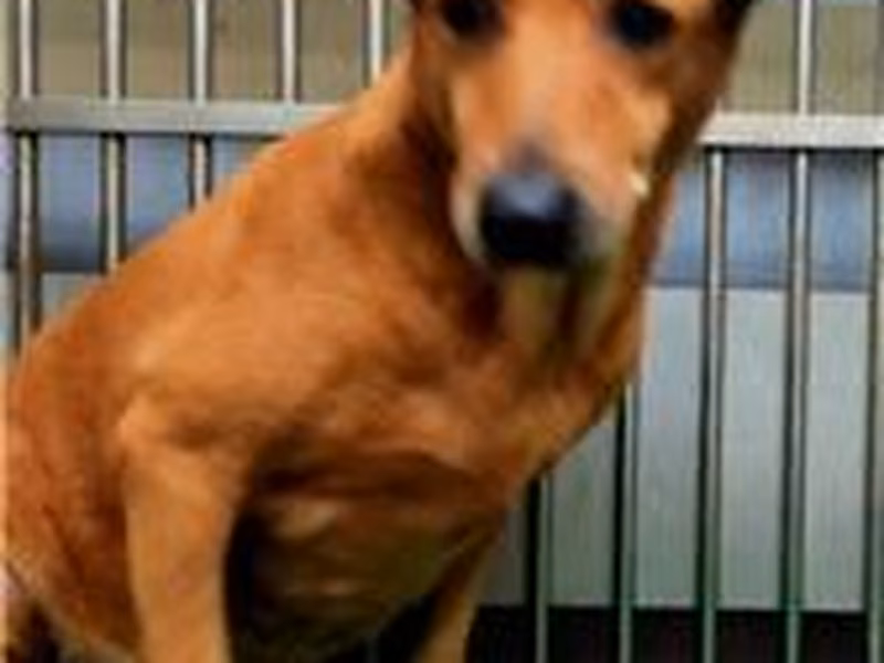 Brown adult female mixed-breed dog, Medium, shelter no. …9001