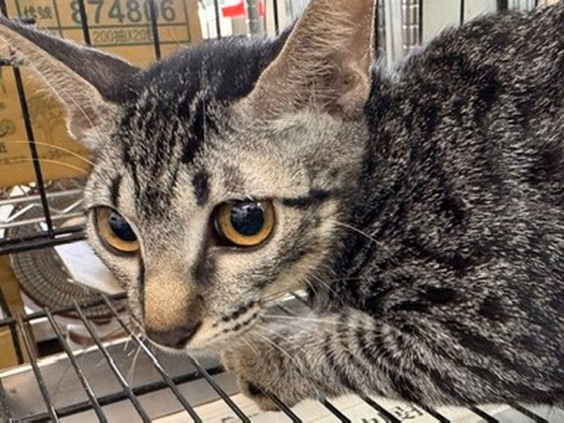 Pusang halo ang lahi (Babae, Bata, may guhit), Katamtaman, blg. ng shelter …3003