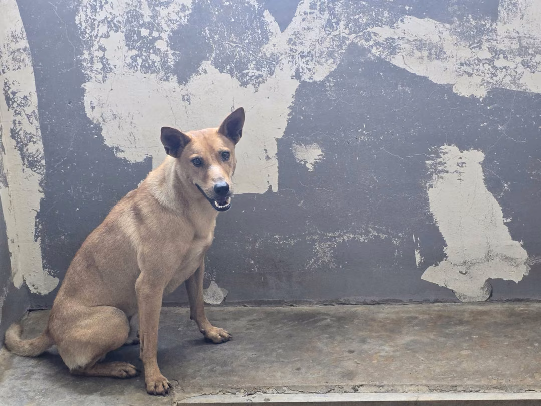 Tan adult male mixed-breed dog, Medium, shelter no. …3001