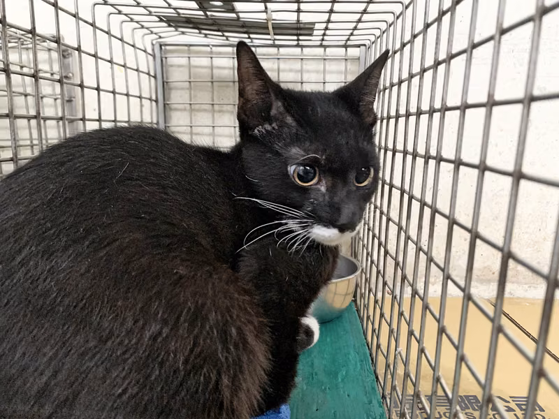 Black-and-white adult male mixed-breed cat, Small, shelter no. …1504