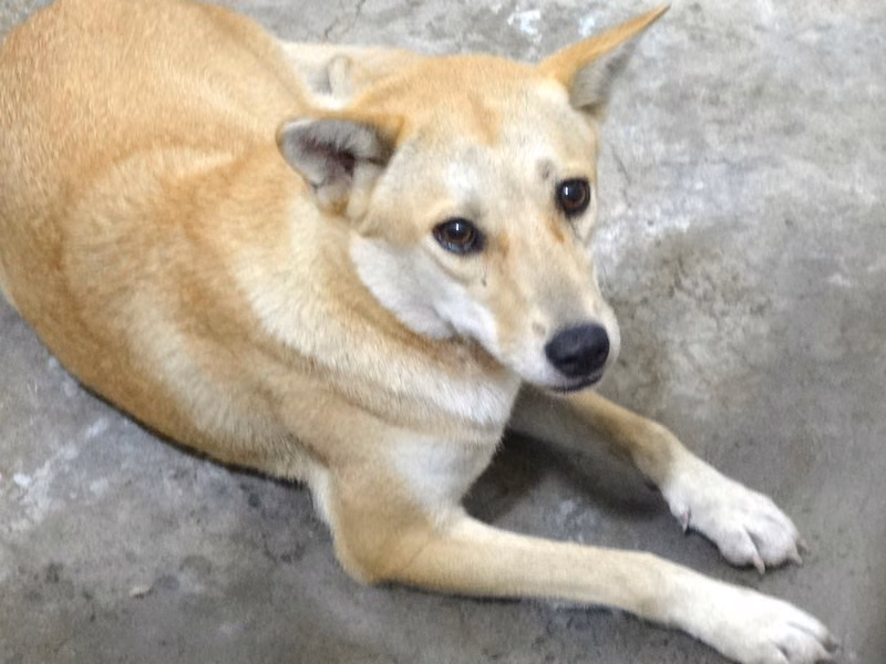 Tan adult female mixed-breed dog, Large, shelter no. …1377