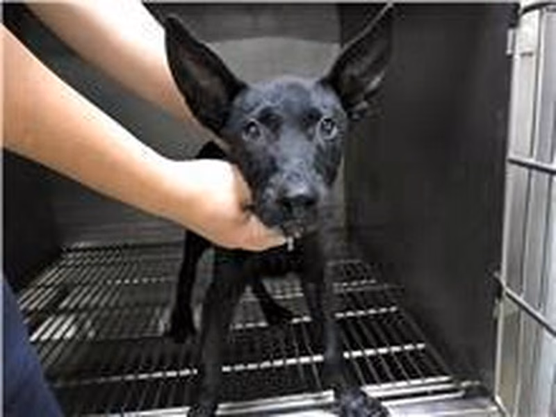 Black young male mixed-breed dog, Small, shelter no. …2704