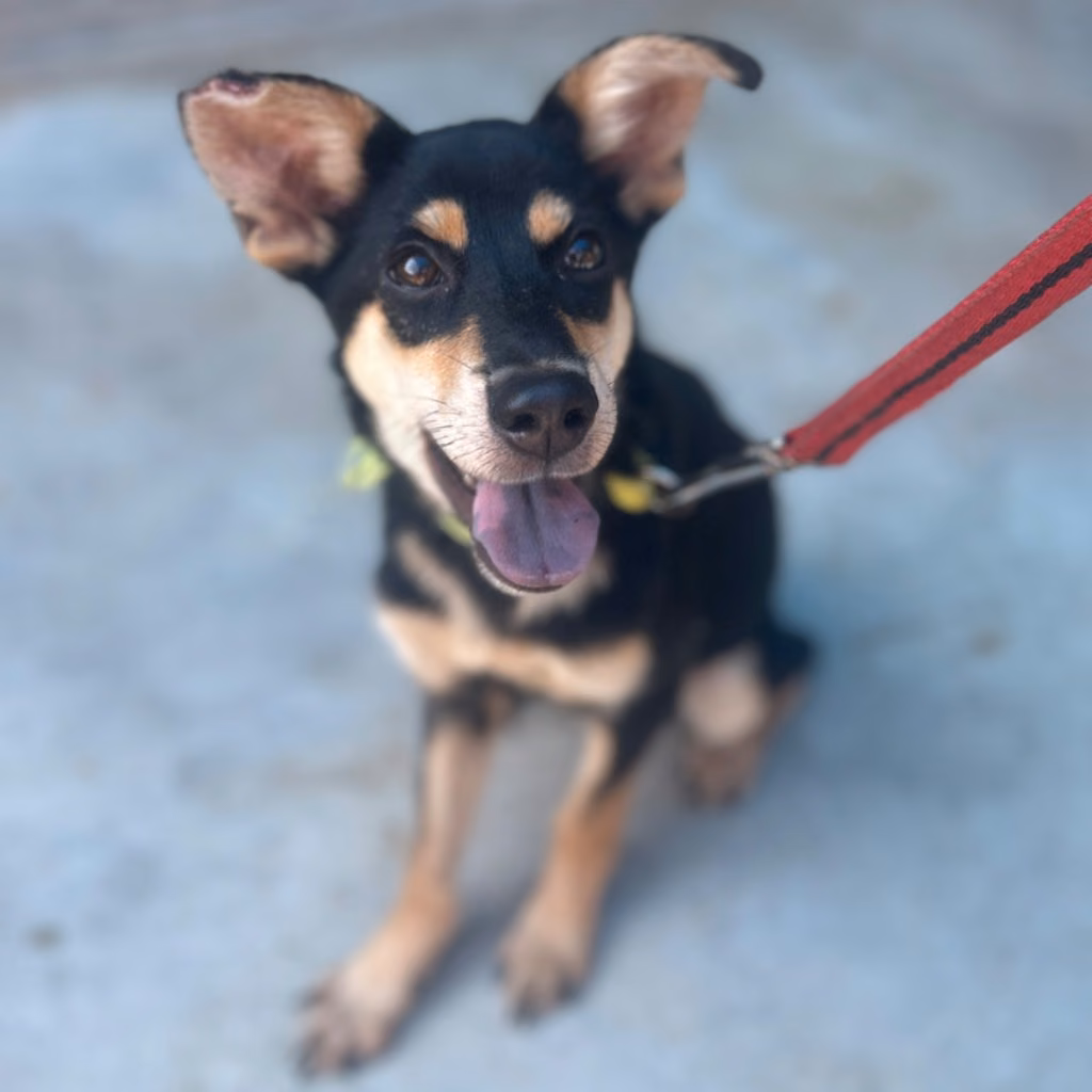 Black-and-tan adult female mixed-breed dog, Medium, shelter no. …1005