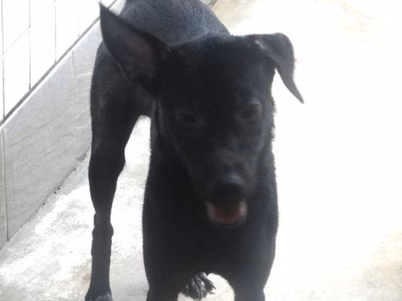 Black adult female mixed-breed dog, Large, shelter no. …1588