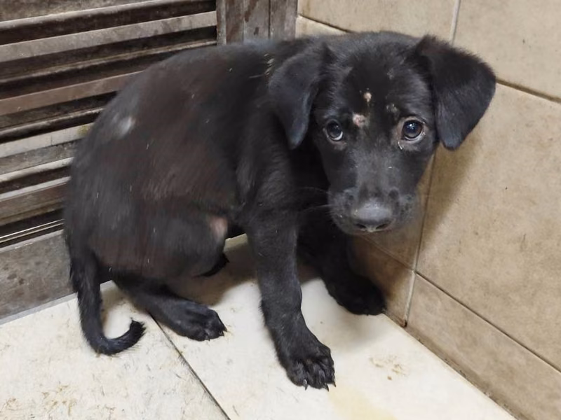 Black young female mixed-breed dog, Medium, shelter no. …2406