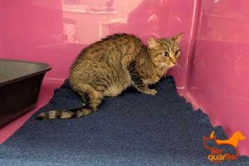 Brown tabby adult female European Shorthair, shelter no. …4387