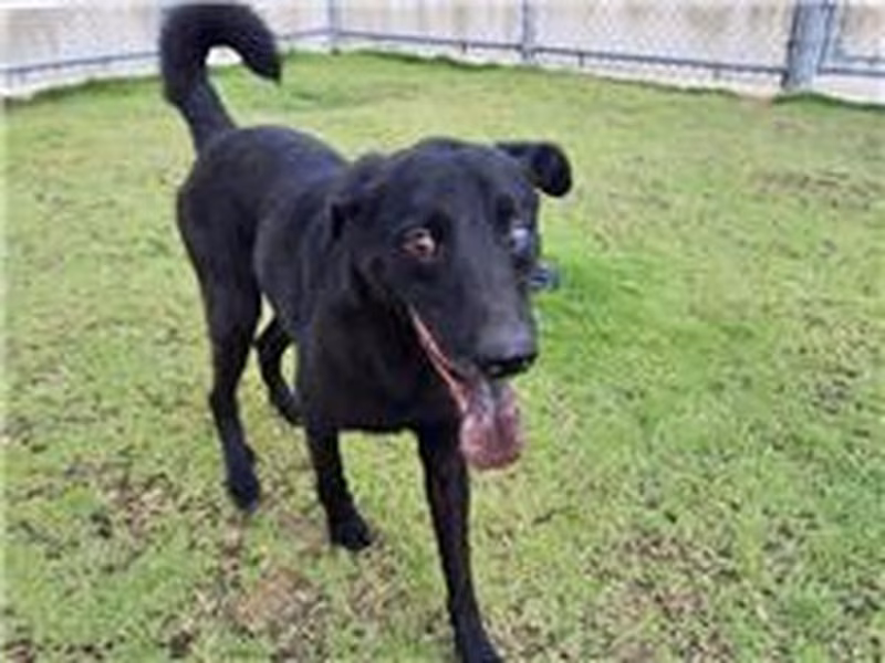 Black adult male mixed-breed dog, Small, shelter no. …9001