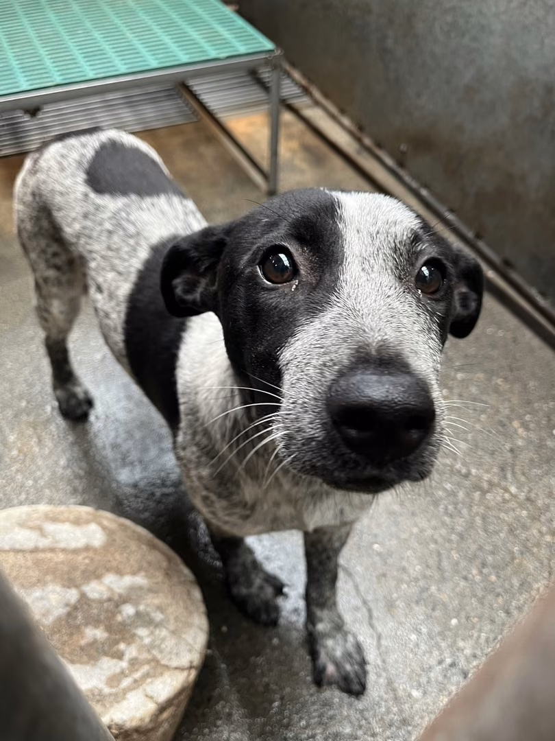 Black-and-white adult female mixed-breed dog, Medium, shelter no. …1001