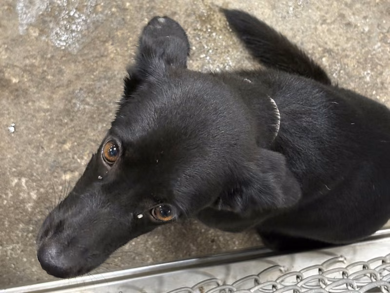 Black adult female mixed-breed dog, Medium, shelter no. …0002