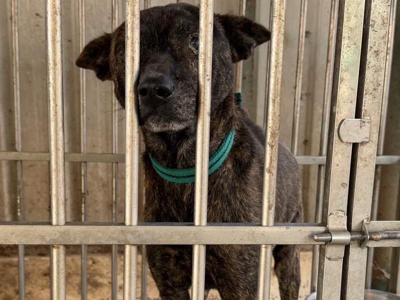 Tabby adult male mixed-breed dog, Medium, shelter no. …5-08