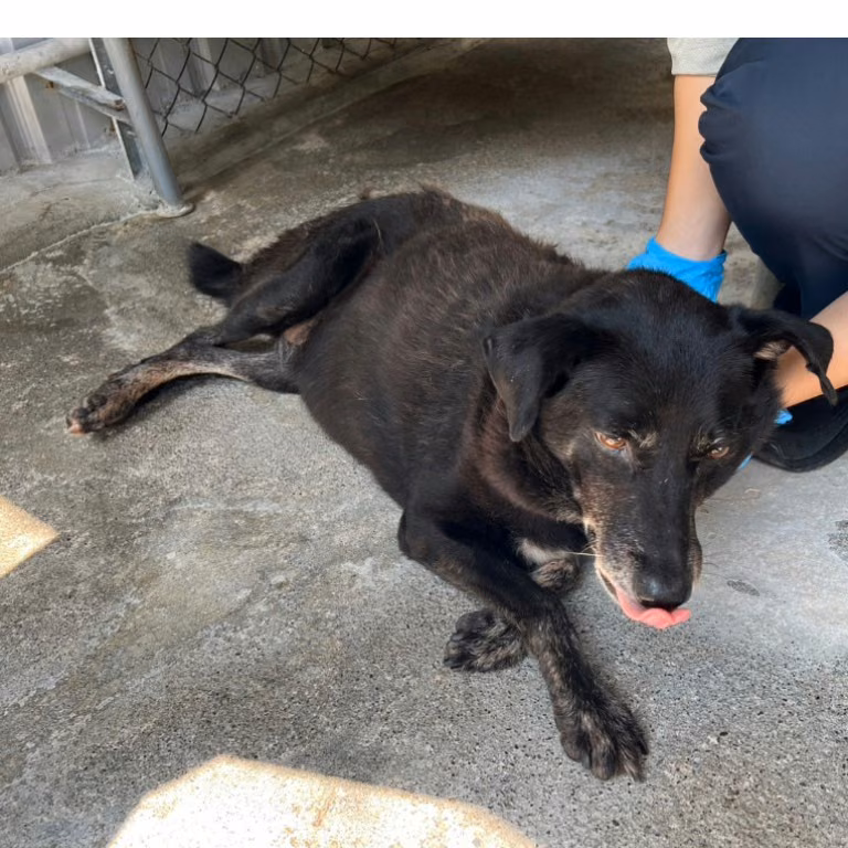 Black adult female mixed-breed dog, Large, shelter no. …040D