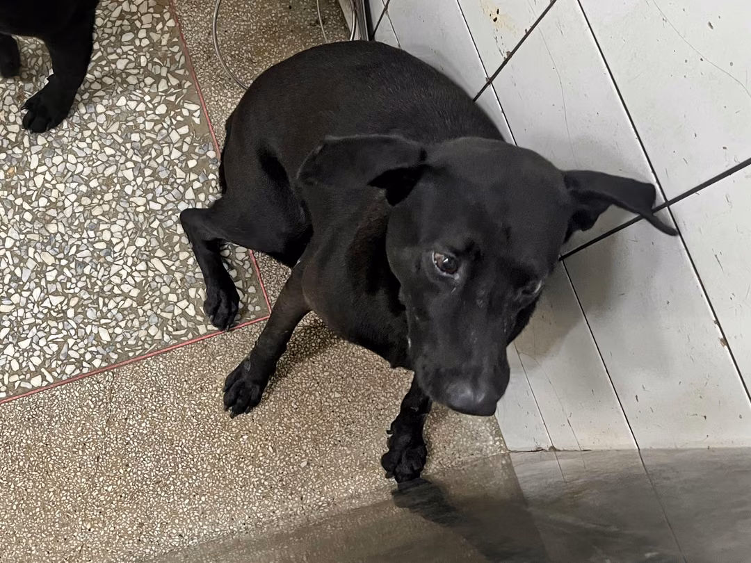 Black adult male mixed-breed dog, Large, shelter no. …7A24