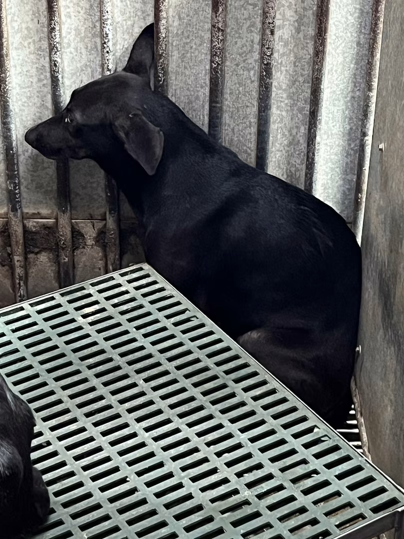 Black adult female mixed-breed dog, Medium, shelter no. …9005