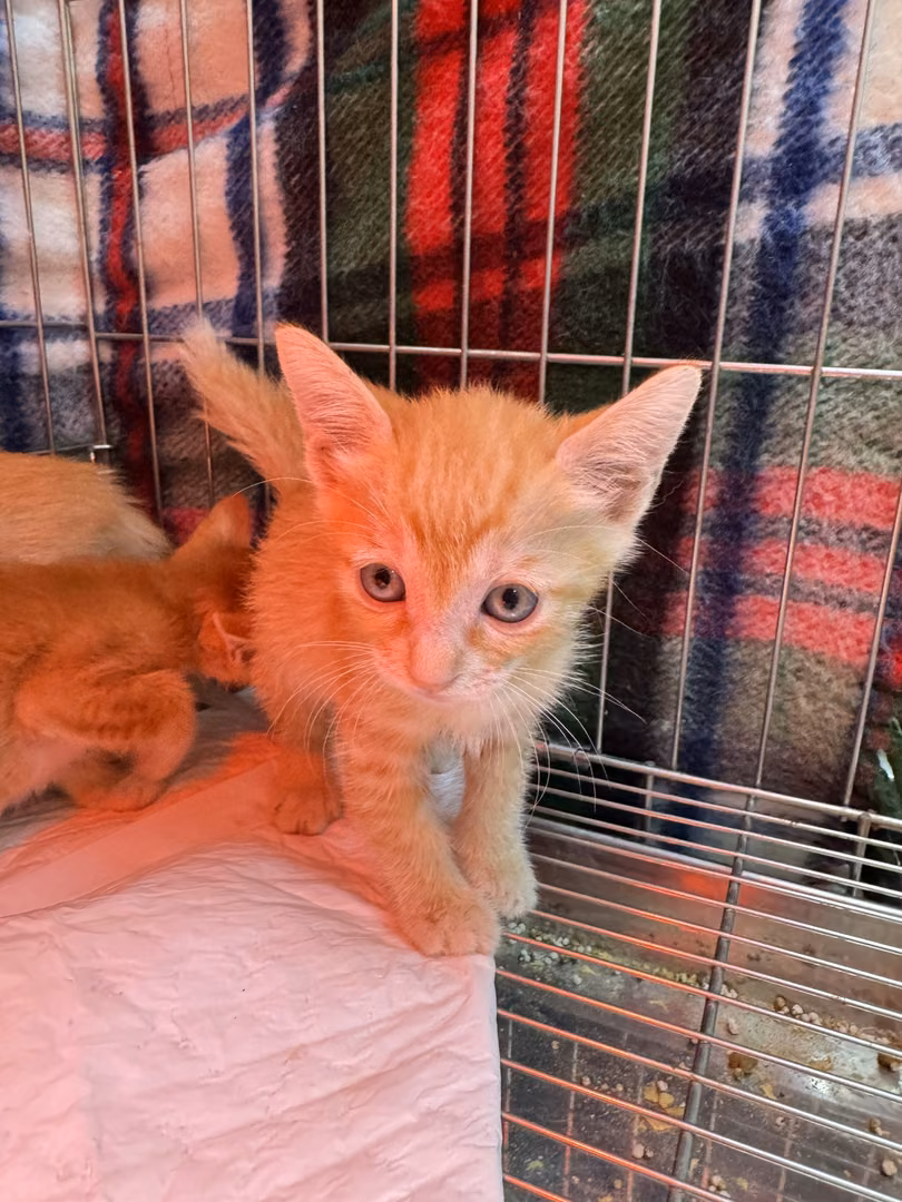 Orange tabby young female mixed-breed cat, Small, shelter no. …8003