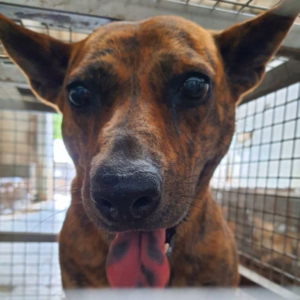 Tabby adult female mixed-breed dog, Medium, shelter no. …5-03