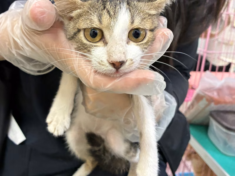 Tabby-and-white young female mixed-breed cat, Medium, shelter no. …3-10