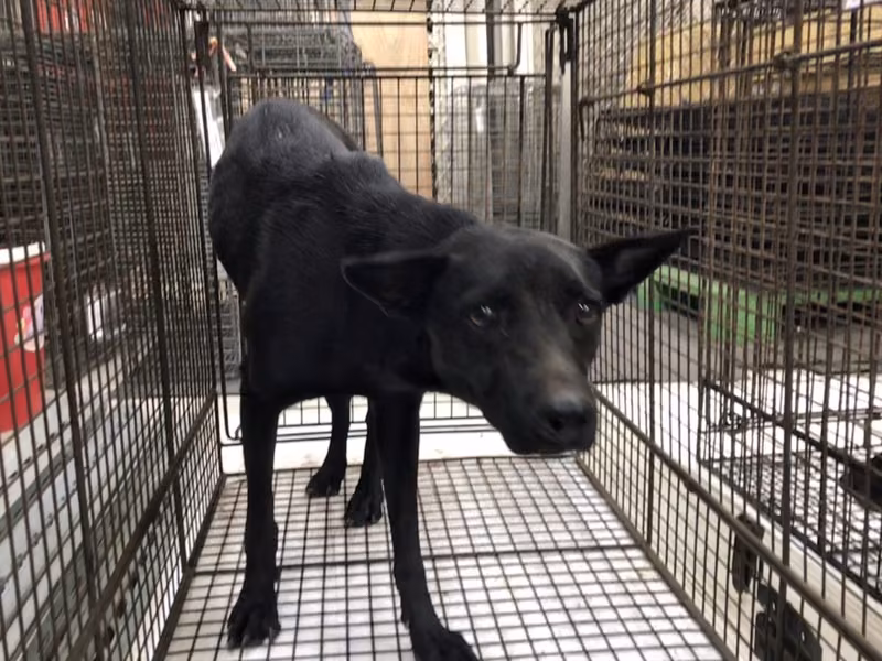 Black adult female mixed-breed dog, Large, shelter no. …4D02