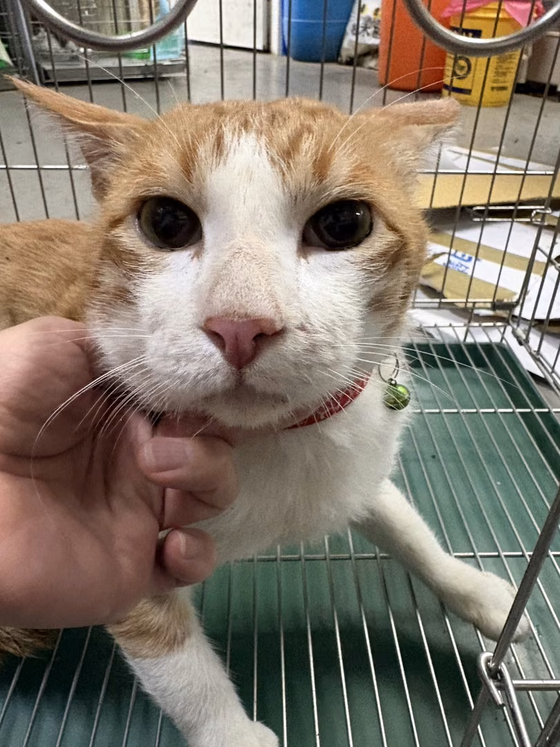 Orange-and-white adult male mixed-breed cat, Medium, shelter no. …0001