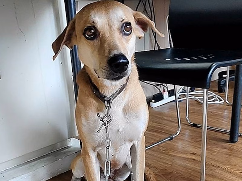 Tan adult female mixed-breed dog, Medium, shelter no. …9004