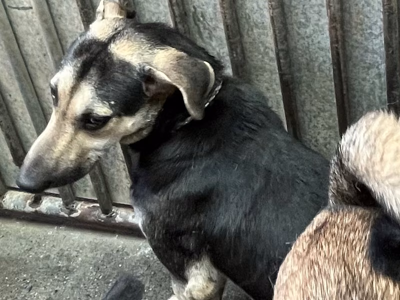 Black-and-tan adult male mixed-breed dog, Medium, shelter no. …0001