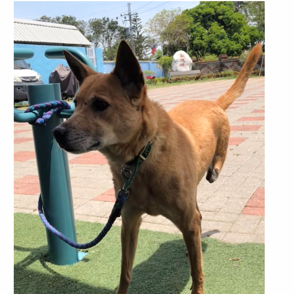 Tan adult female mixed-breed dog, Medium, shelter no. …9-12