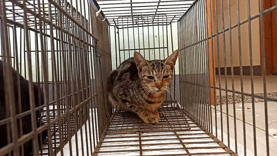 Young female mixed-breed cat, Small, shelter no. …0C05