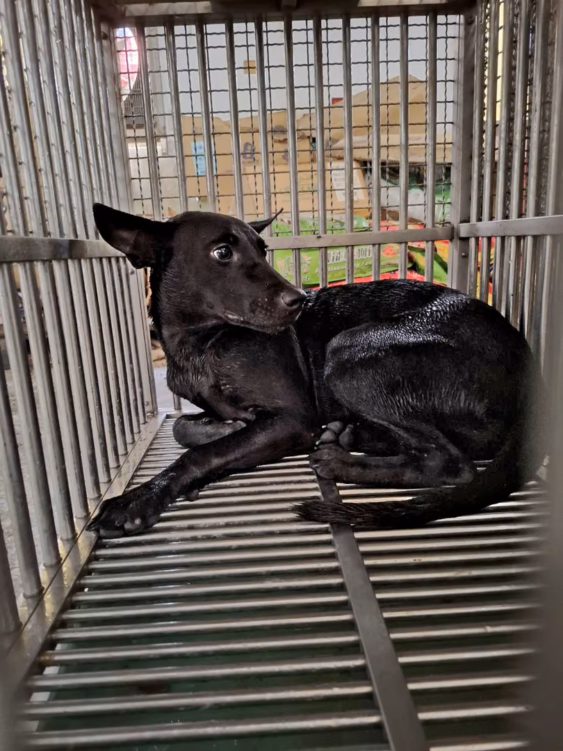 Black adult female mixed-breed dog, Medium, shelter no. …4-02