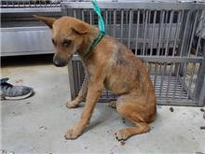 Brown adult male mixed-breed dog, Medium, shelter no. …1405