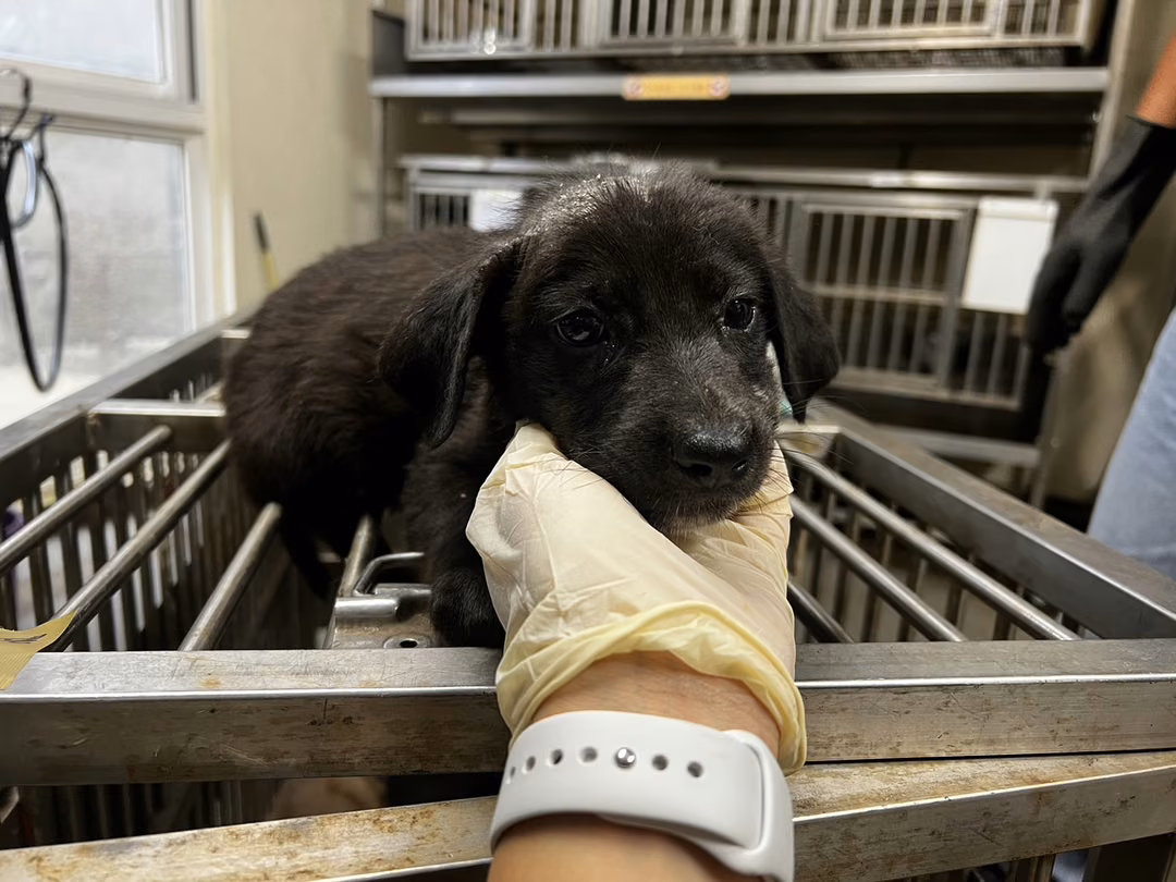 Black young male mixed-breed dog, Small, shelter no. …9008