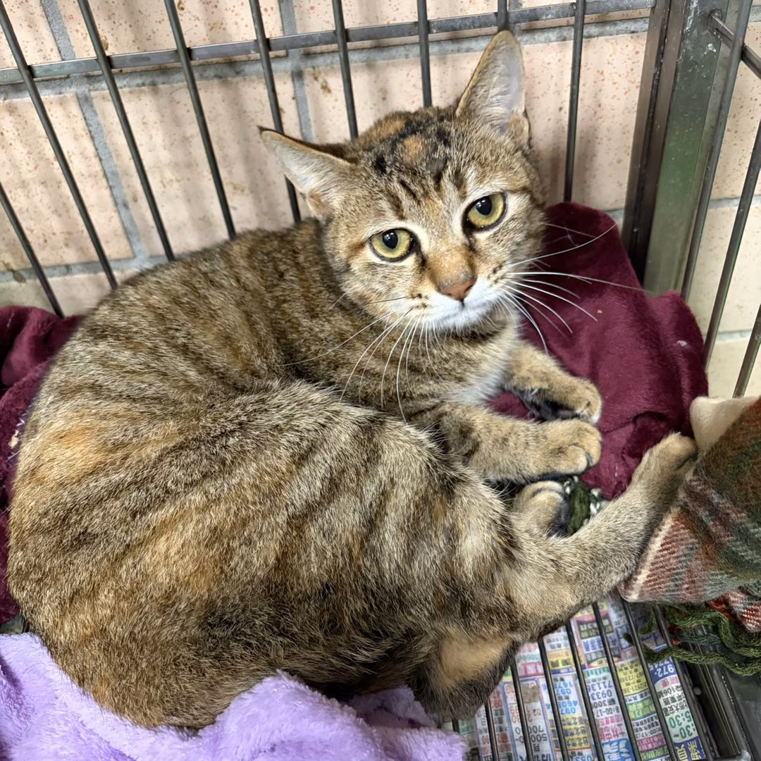 Orange tabby young female mixed-breed cat, Medium, shelter no. …3002