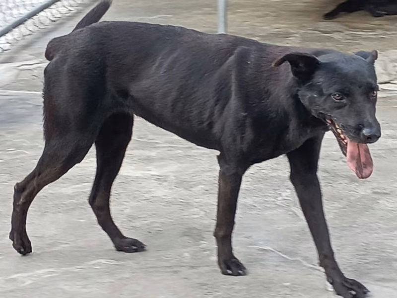 Black adult male mixed-breed dog, Large, shelter no. …020D