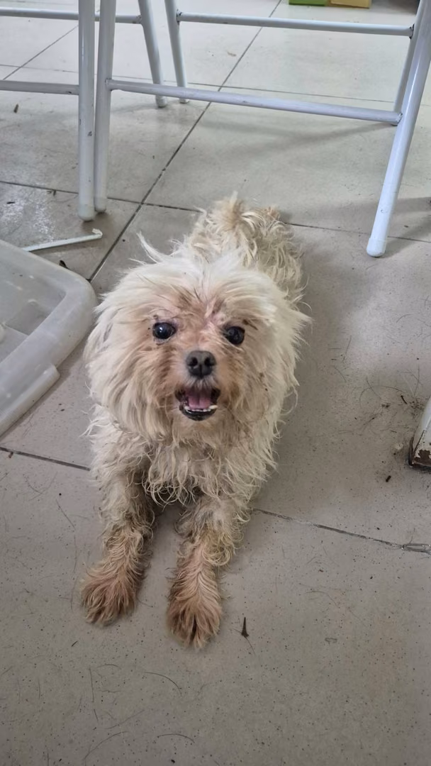 White adult female Maltese, Small, shelter no. …6006