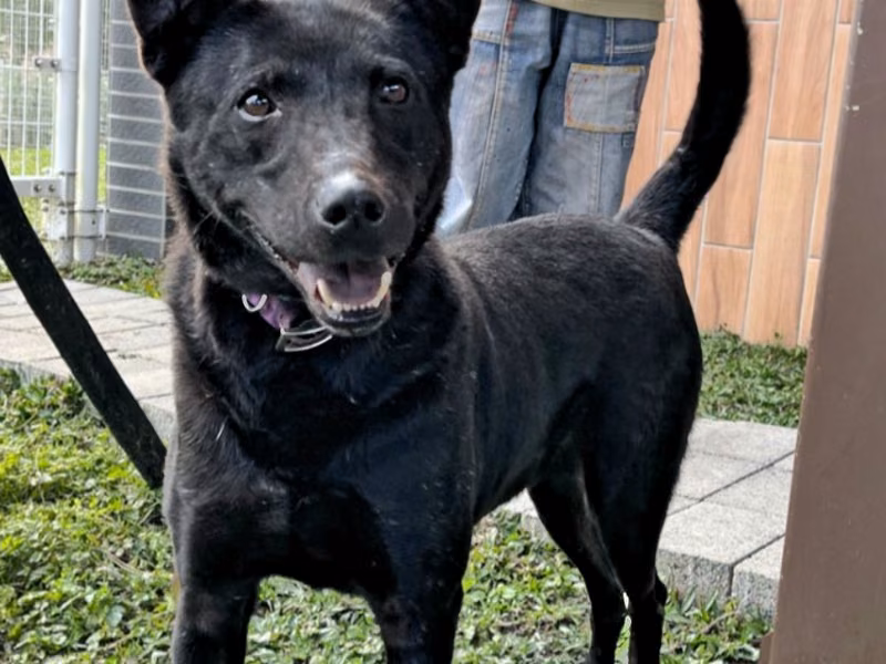 Black adult male mixed-breed dog, Large, shelter no. …0001